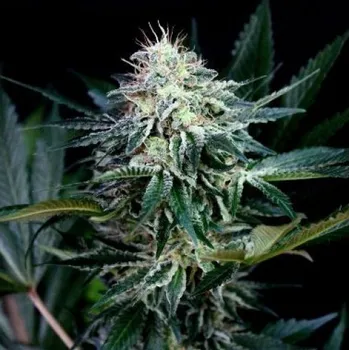 Semeno Absolute Cannabis Seeds - Radical Auto 1 ks