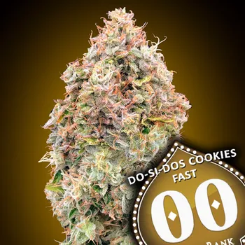 Semeno 00 Seeds Bank - Do-Si-Dos Cookies Fast 3 ks