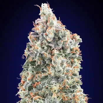 Semeno 00 Seeds Bank - Blueberry Fast 3 ks