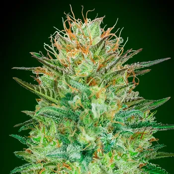 Semeno 00 Seeds Bank - Auto Sweet Critical 3 ks