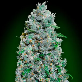 Semeno 00 Seeds Bank - Auto Afghan Mass XXL 3 ks