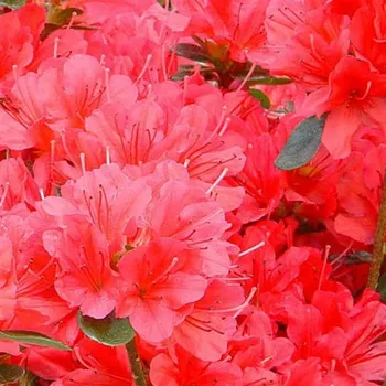 Sazenice Rhododendron obtusum Moederkensdag (syn. Mother's day) 30/40 cm