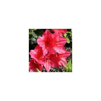 Sazenice Rhododendron obtusum Arabesk 30/40 cm