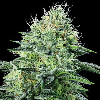 Semeno Anesia Seeds - Auto Strawberry Banana 3 ks