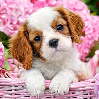 Diamantové malování Diamantové malování - Štěně a hortenzie 30 x 40 cm