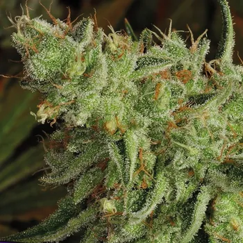 Semeno Anesia Seeds - Sour Apple 3 ks