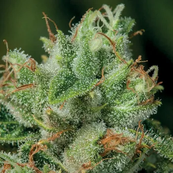 Semeno Anesia Seeds - Afghanica 5 ks