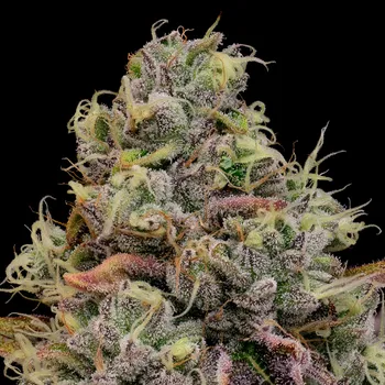 Semeno Anesia Seeds - Chaos Cake 3 ks