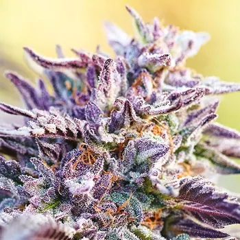 Semeno Anesia Seeds - Auto Bubblegum 5 ks