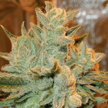 Semeno Anesia Seeds - Auto Betty 5 ks