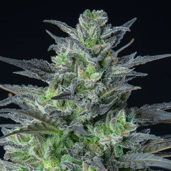 Semeno Anesia Seeds - Auto Sleepy Joe 3 ks