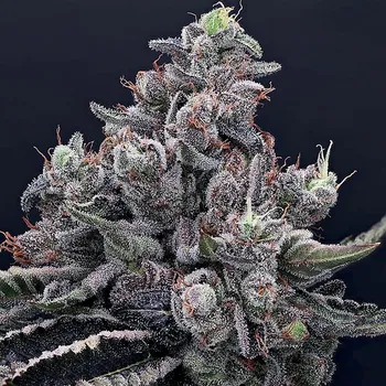 Semeno Anesia Seeds - Mob Boss 3 ks