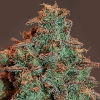 Semeno Anesia Seeds - Auto Nova OG 3 ks