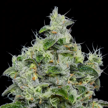 Semeno Anesia Seeds - Dankberry Auto 5 ks