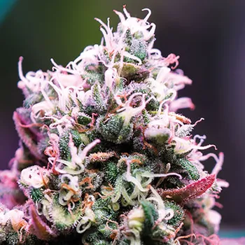 Semeno Anesia Seeds - Amnesia Flash Auto 3 ks