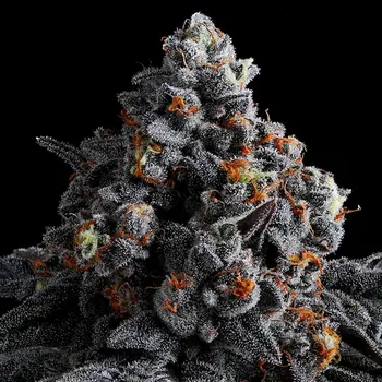 Semeno Anesia Seeds - Indigo Sapphire 3 ks