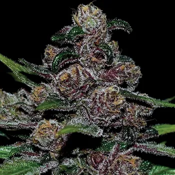 Semeno Anesia Seeds - Auto Blackberry Moonrocks 3 ks