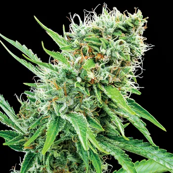 Semeno Anesia Seeds - Copacobana 10 ks