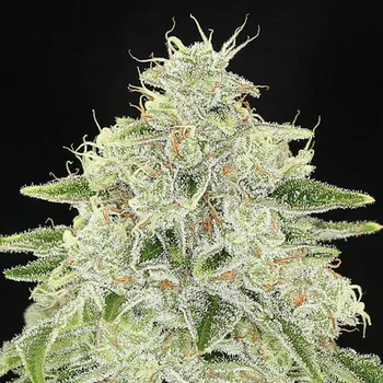 Semeno Anesia Seeds - Haze Queen 5 ks