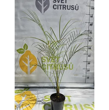 Sazenice Phoenix Roebelenii Velikost-palmy: květináč, Ø13cm