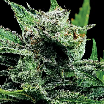 Semeno Anesia Seeds - Malawi Gold 3 ks