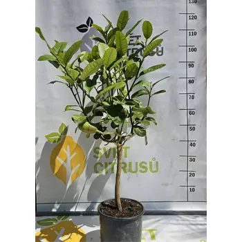 Sazenice Diamantový cedr Vysoký kmen, folie