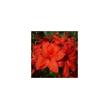 Sazenice Rhododendron Knap Hill Doloroso 40/60 cm