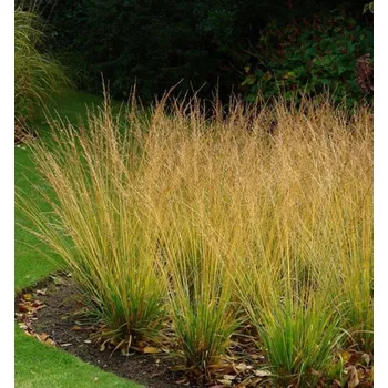 Sazenice Bezkolenec ´HEIDEBRAUT´, kont. 0,5 l