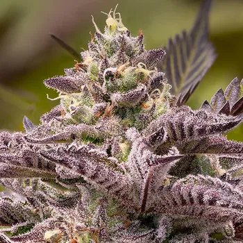 Semeno Anesia Seeds - Tahiti Vibez Auto 5 ks