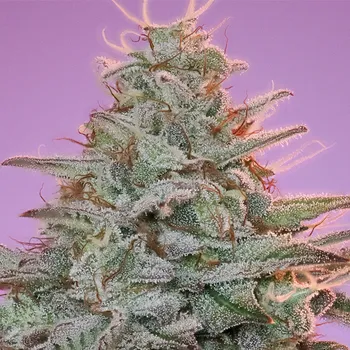 Semeno Anesia Seeds - Sinai 3 ks