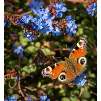 Sazenice Rohovec griffithov (Olověnec), kont. 0,5 l