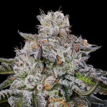 Semeno Anesia Seeds - Chaos Cake Auto 3 ks