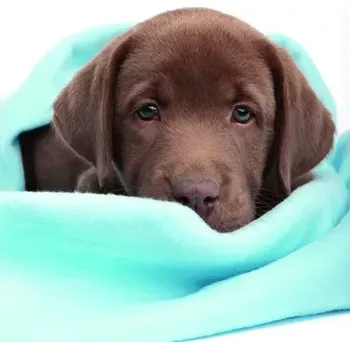 Lowlands s.r.o. 3D přání do obálky Hnědé štěně