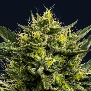 Semeno Anesia Seeds - Wham Boom Auto 5 ks