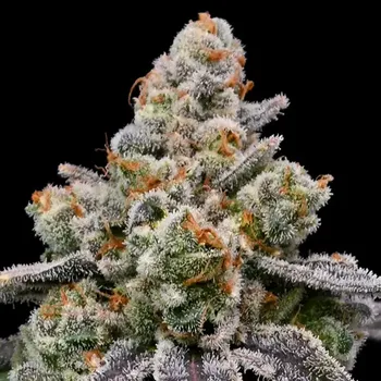 Semeno Anesia Seeds - Frozen Face Auto 3 ks