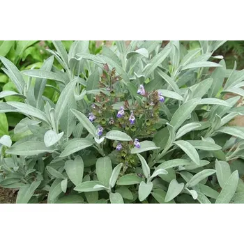 Sazenice Salvia officinalis