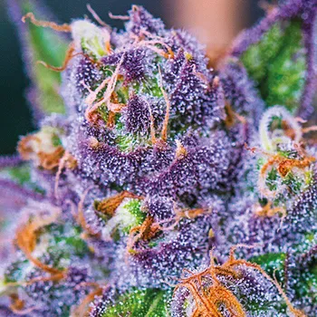 Semeno Anesia Seeds - Purple Domina Auto 5 ks