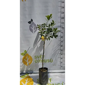 Sazenice Carrubaro Velikost: Vysoký kmen, folie