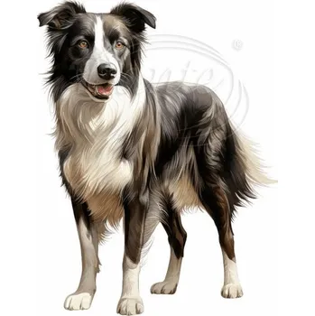 Textilní nažehlovací páska Dante Nažehlovačka Border Collie - 16 x 20 cm