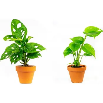Gardners Set rostlin Baby plants Monstera