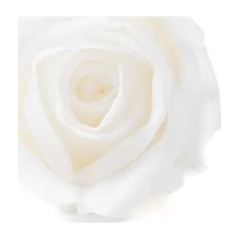 umělá květina Stabilizovaná růže Kiara S bílá (hlava)