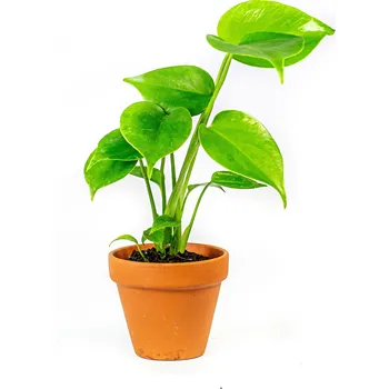 Gardners Monstera deliciosa, průměr 6 cm Monstera skvostná