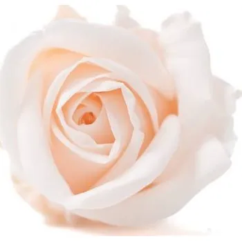 umělá květina Stabilizovaná růže Kiara S světle růžová/ baby pink (hlava)