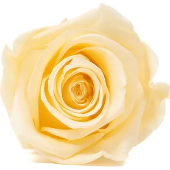 umělá květina Stabilizovaná růže KIARA XL vanilková (hlava)