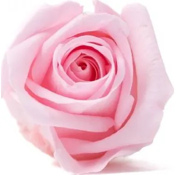 umělá květina Stabilizovaná růže Kiara S pastelově růžová (hlava)