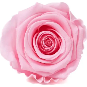 umělá květina Stabilizovaná růže KIARA XL pastelově růžová (hlava)