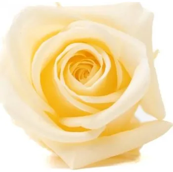 umělá květina Stabilizovaná růže Kiara S vanilková (hlava)