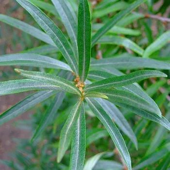 Sazenice RAKYTNÍK ŘEŠETLÁKOVÝ SAMEC - opylovač P9