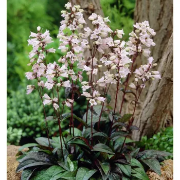 Sazenice Dračík ´HUSKER RED®´ kont. 0,5 l