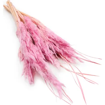 mech-mech.cz Sušená Pampová tráva MINI - Růžová 10 ks